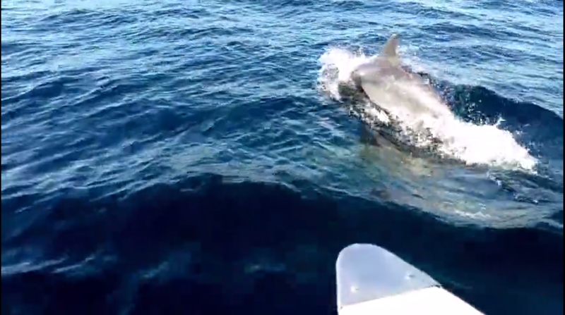 dolphin IF